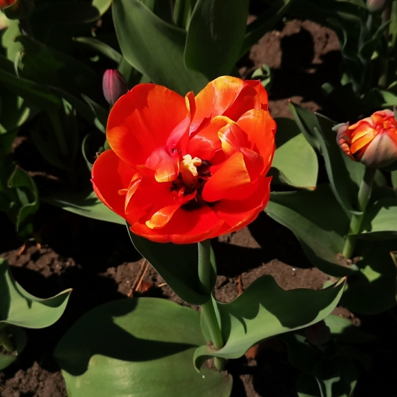 Meet your Posher, Victoria - Picture 1 of 1